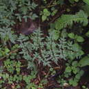 Image of Afroligusticum runssoricum (Engl.) Winter