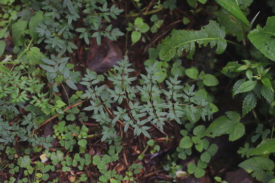 Image of Afroligusticum runssoricum (Engl.) Winter