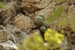 Image of Mammillaria scrippsiana (Britton & Rose) Orcutt