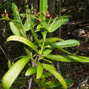 Image of <i>Ixora regalis</i>