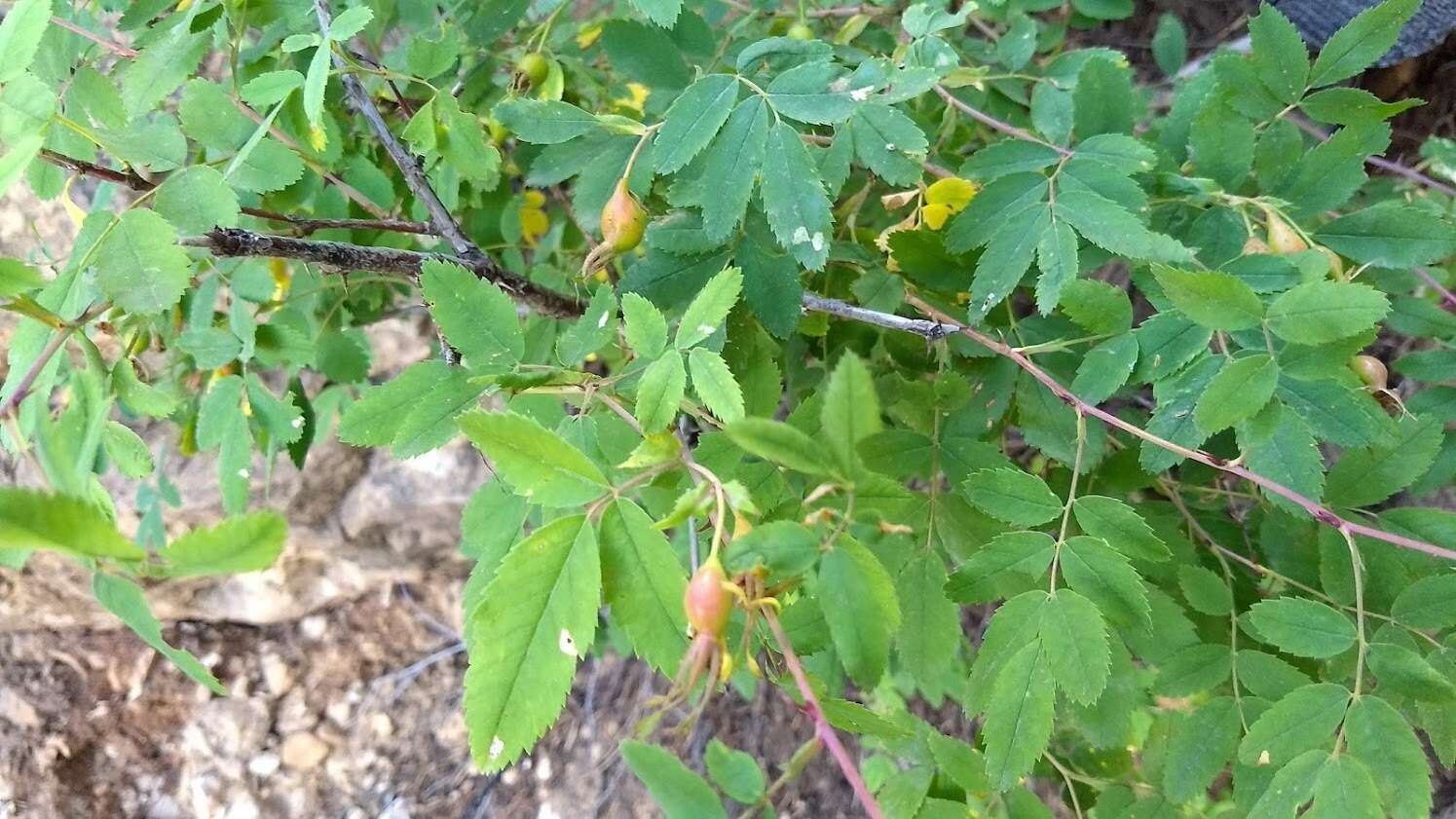 Sivun Rosa woodsii var. ultramontana (S. Wats.) Jeps. kuva