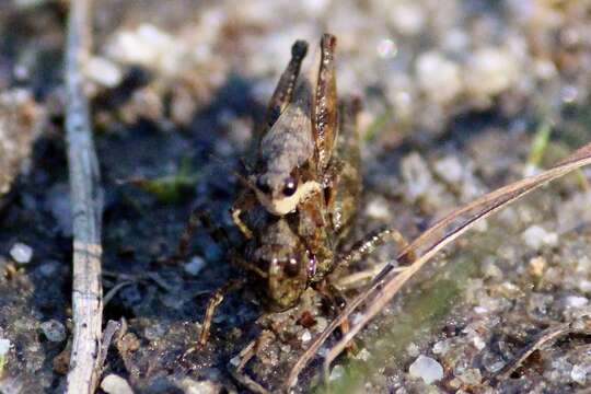 Image of Black-sided Pygmy Grasshopper