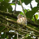 Image of Sunda Owlet