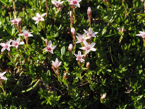 Image of Arenaria purpurascens Ramond ex DC.