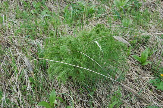 Image of Peucedanum morisonii Besser