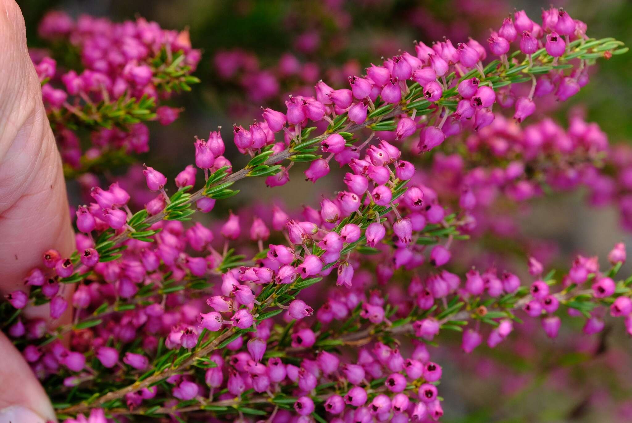 Image of Erica globulifera Dulfer