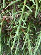 Image of Salicornia neei Lagasca