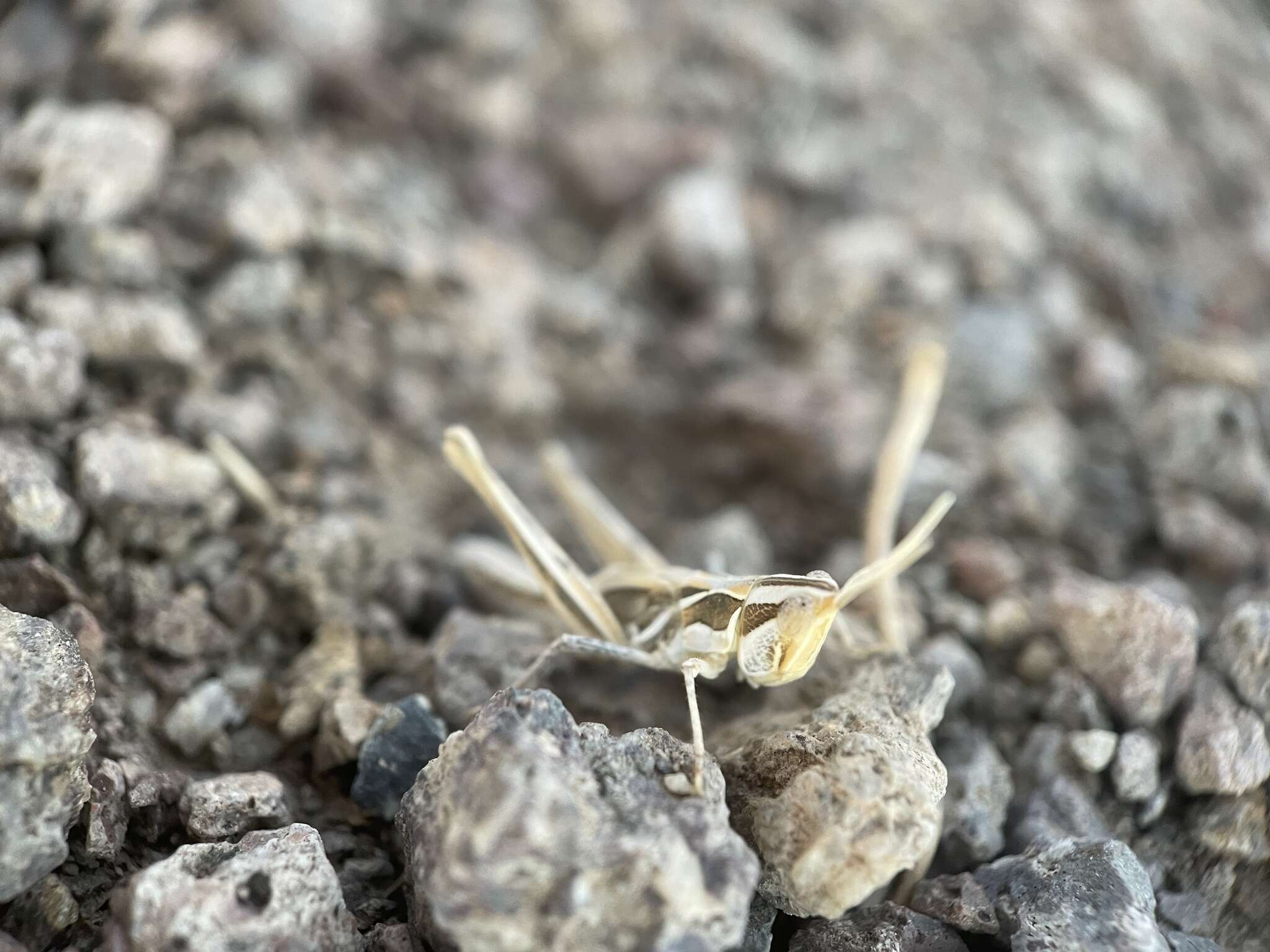 Cordillacris crenulata (Bruner & L. 1889)的圖片