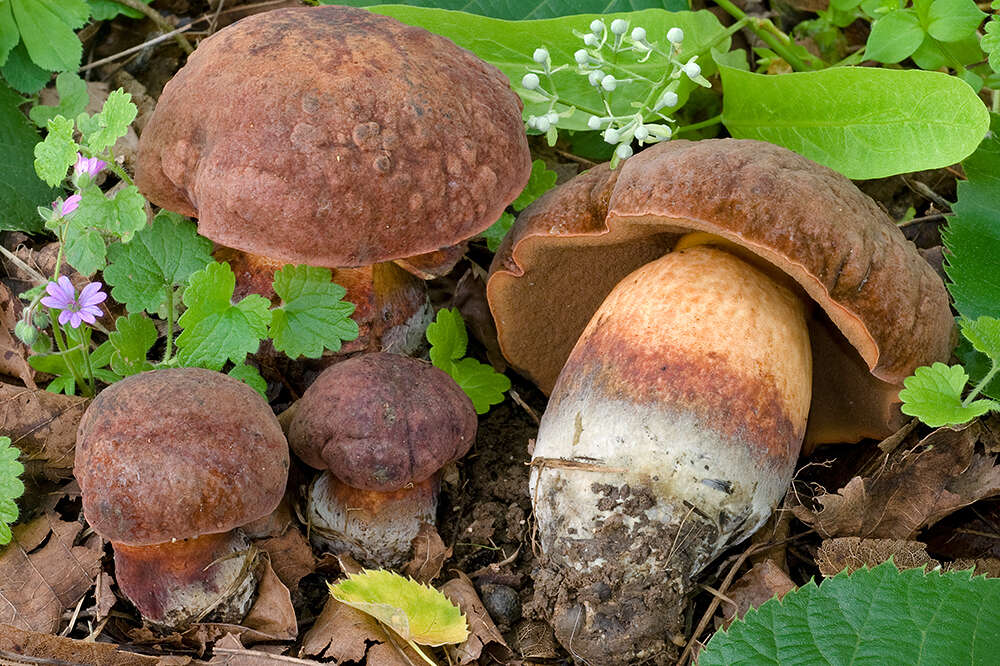 Image of Deceiving Bolete