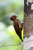 Image of Scale-breasted Woodpecker