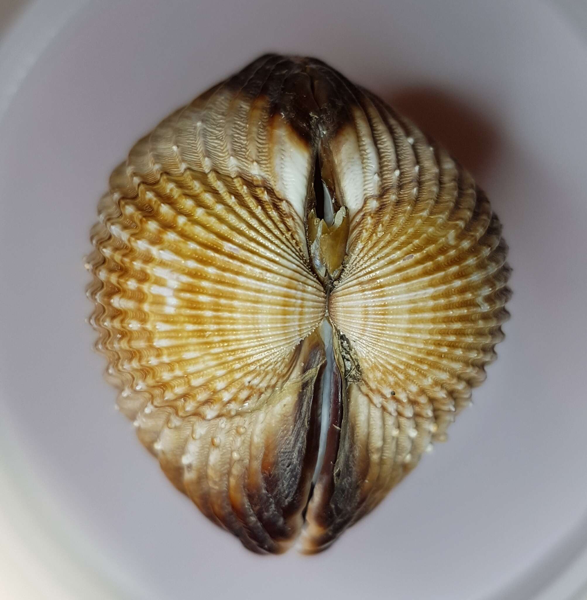 Image of Moroccan cockle