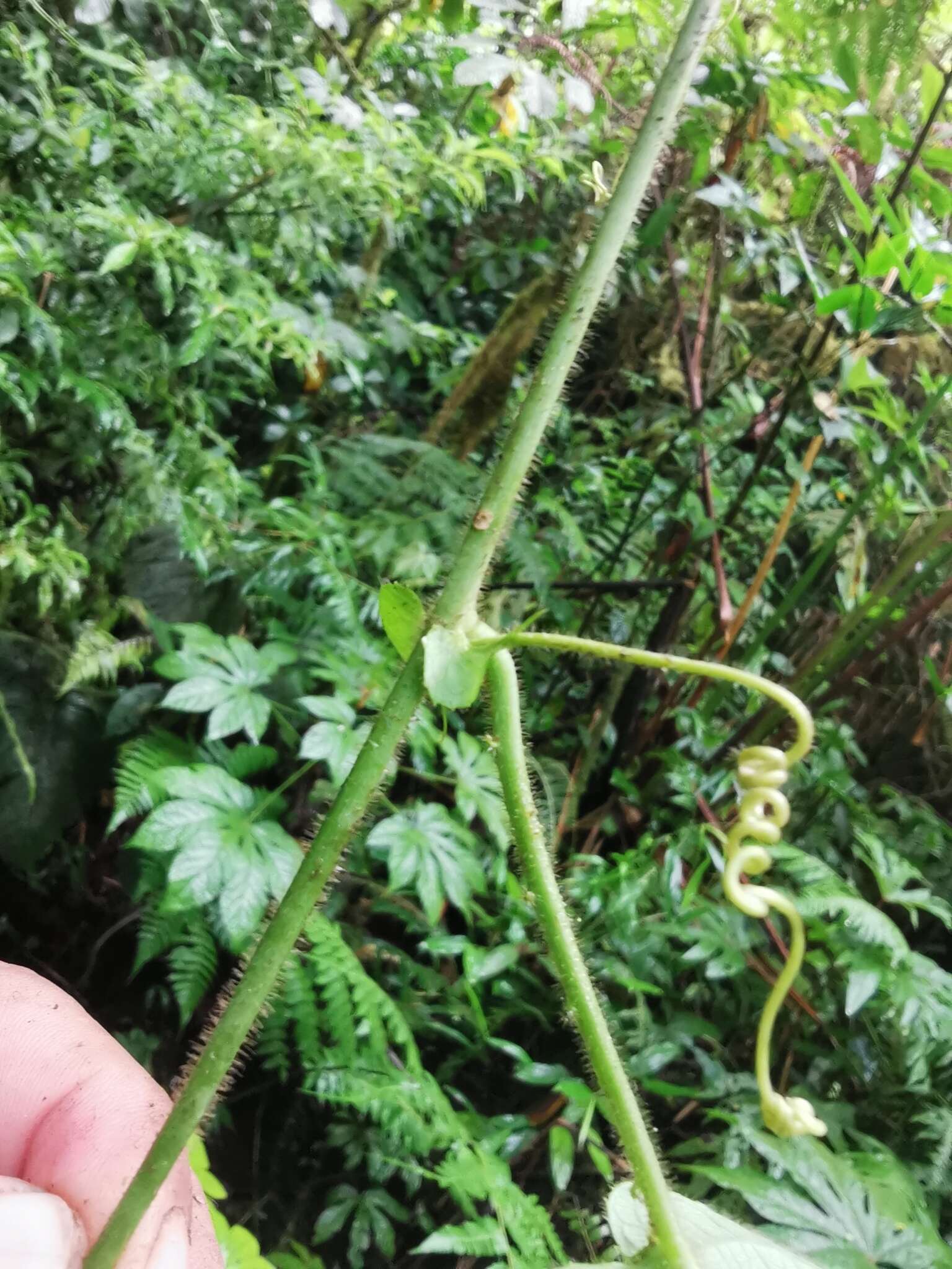 Passiflora crassifolia Killip的圖片