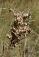 Plancia ëd Cymbopogon bombycinus (R. Br.) Domin