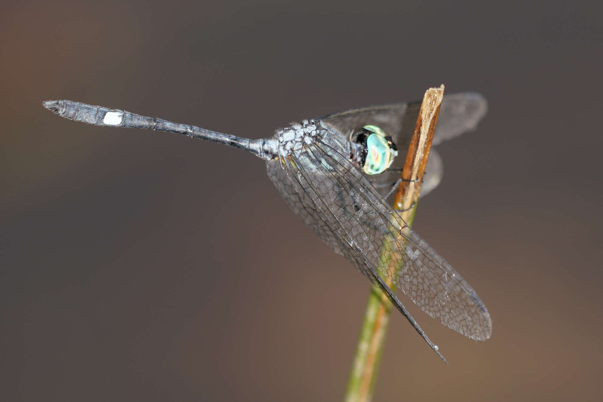 Imagem de Micrathyria ocellata Martin 1897