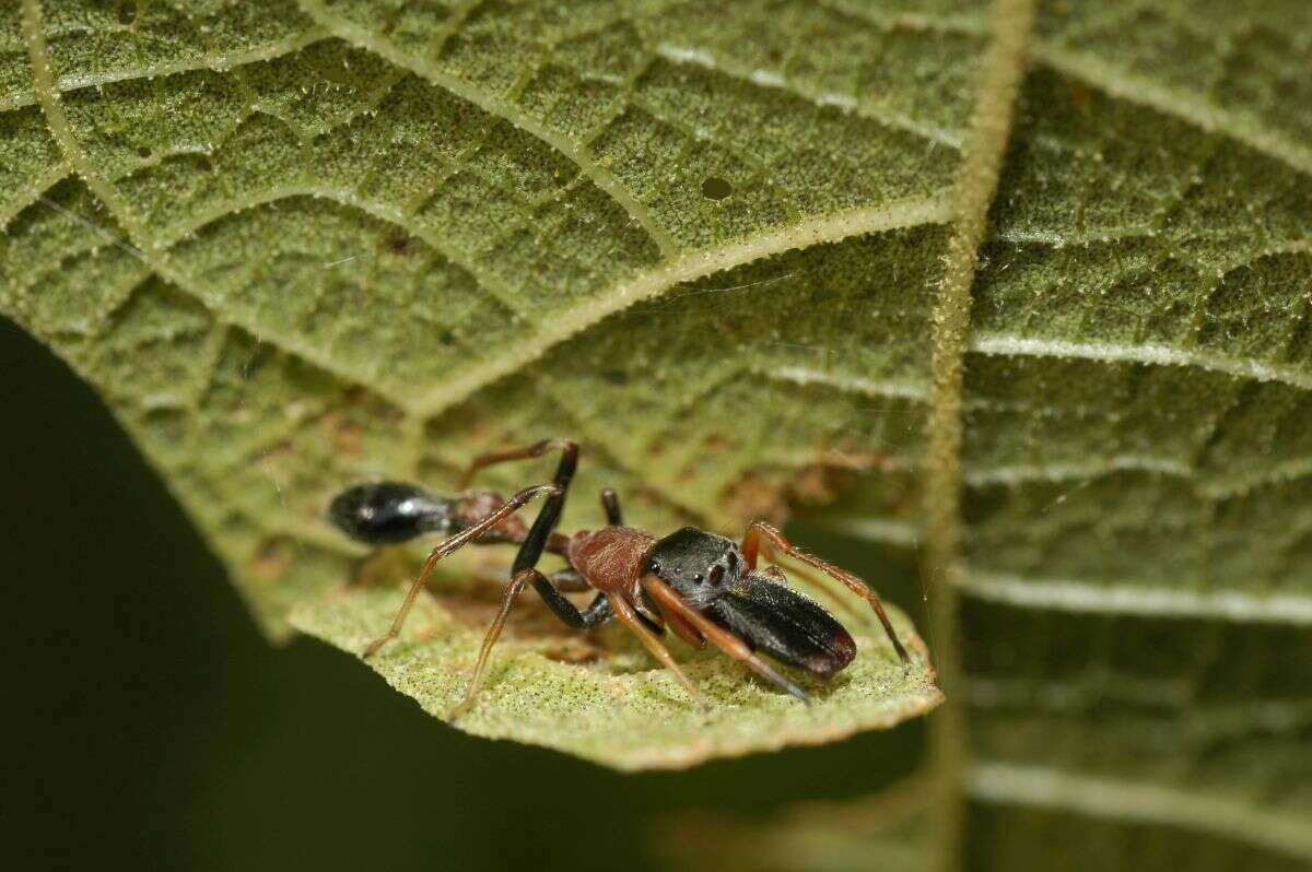 Myrmarachne melanocephala MacLeay 1839 resmi