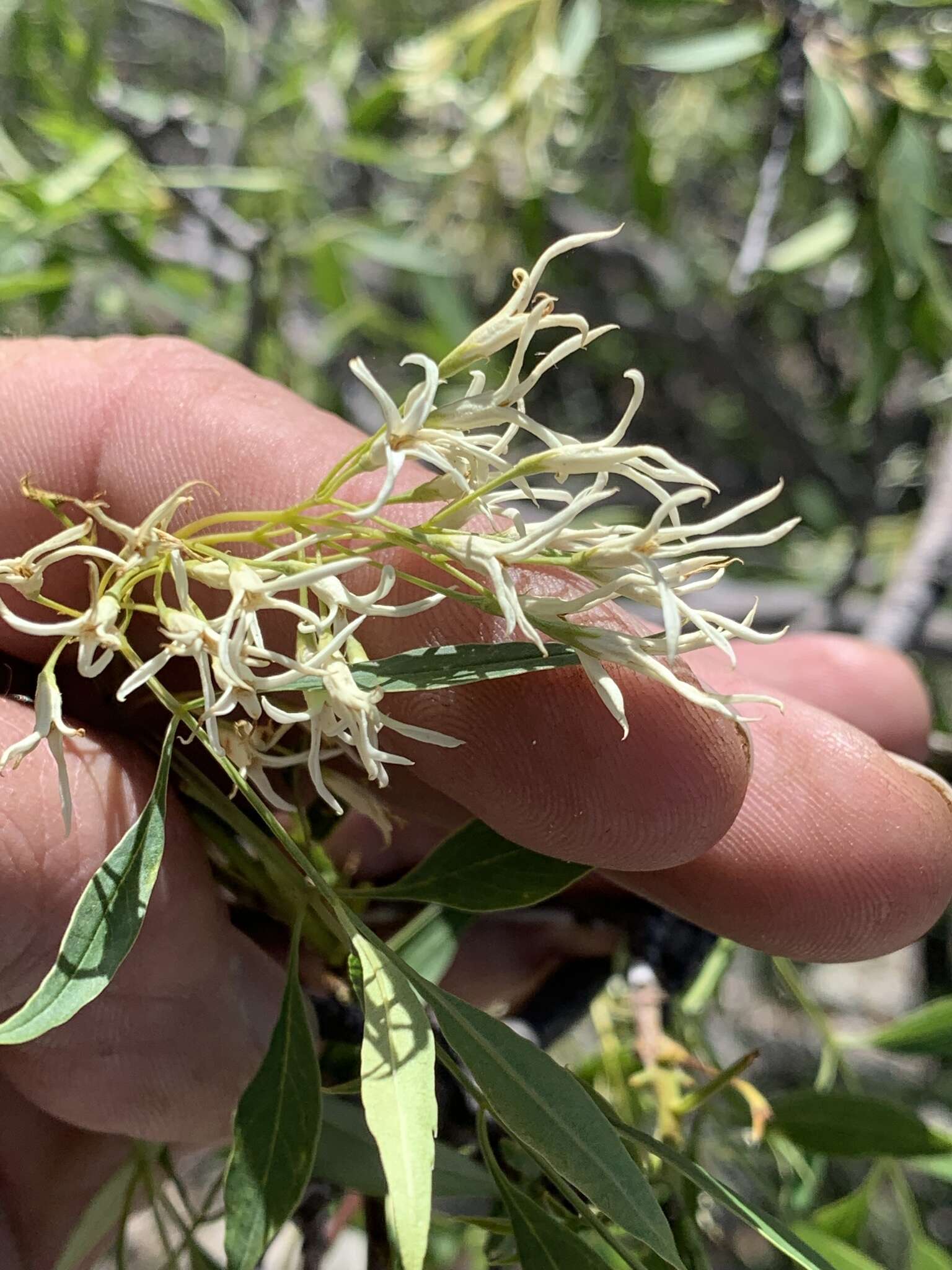 Image of fragrant ash