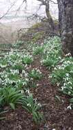 Image of Galanthus plicatus M. Bieb.