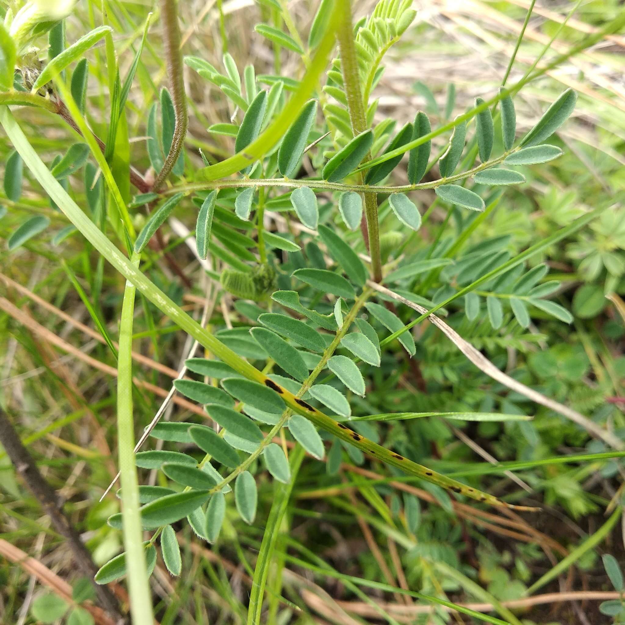 Sivun Astragalus strigulosus Kunth kuva