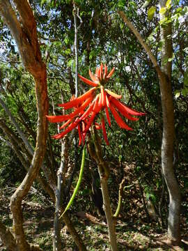 Image de Erythrina speciosa Andrews