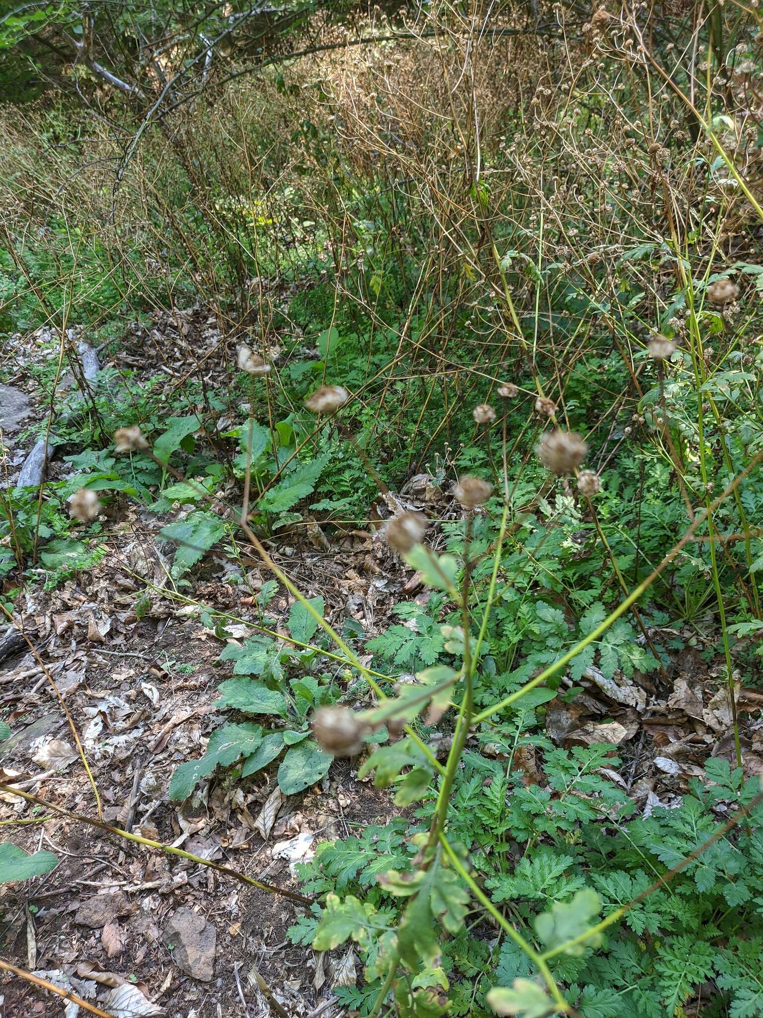 Image of Tanacetum partheniifolium (Willd.) Sch. Bip.