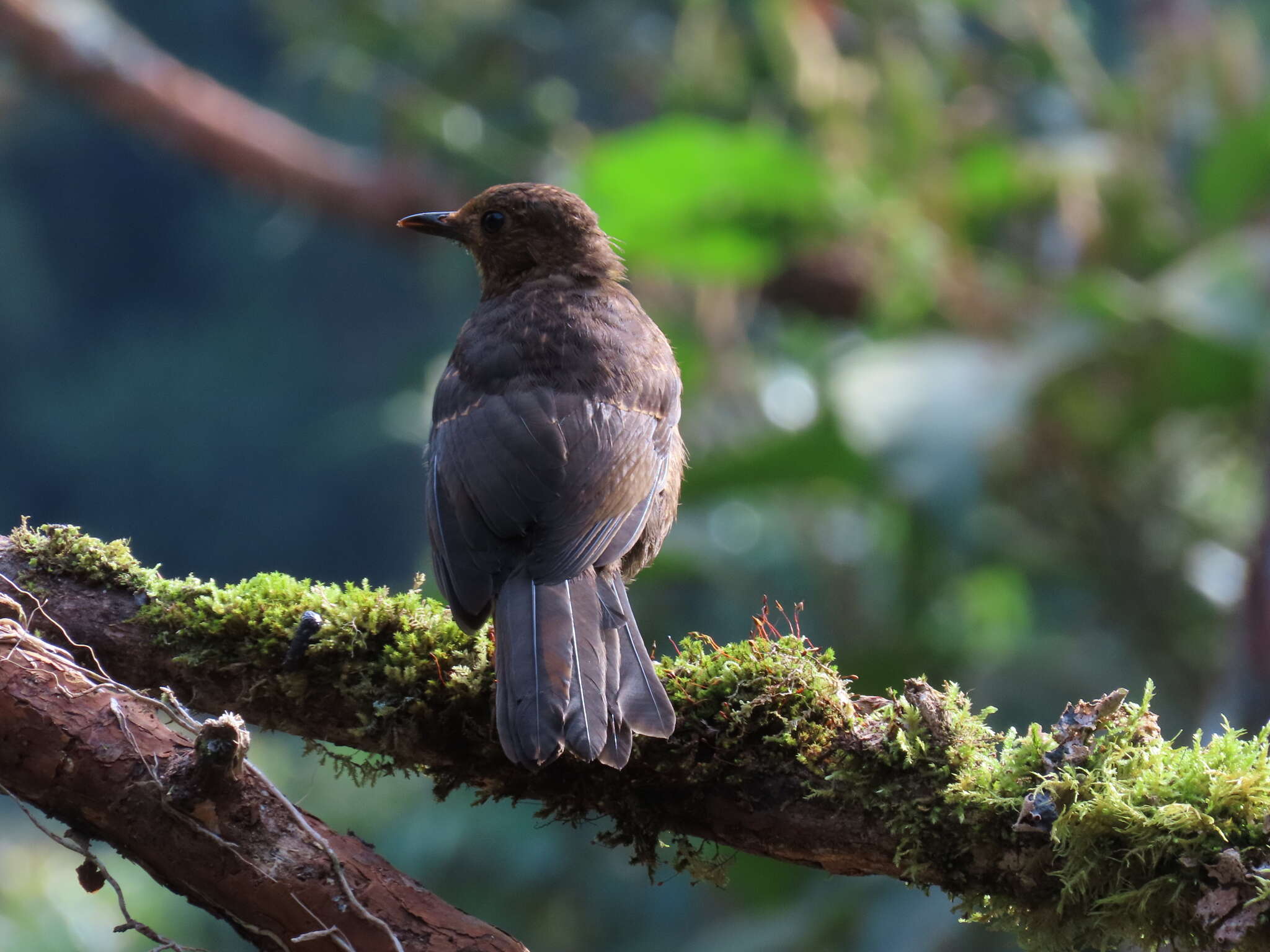 Image of Glossy-black Thrush