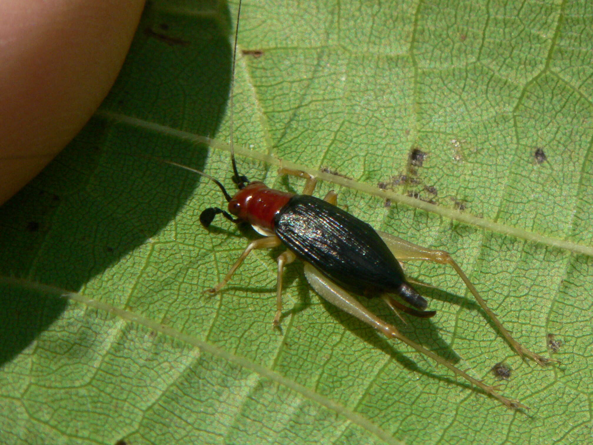 Слика од Phyllopalpus