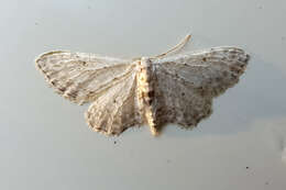 Sivun Idaea incisaria Staudinger 1892 kuva