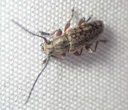 Image of Small Cedar Borer