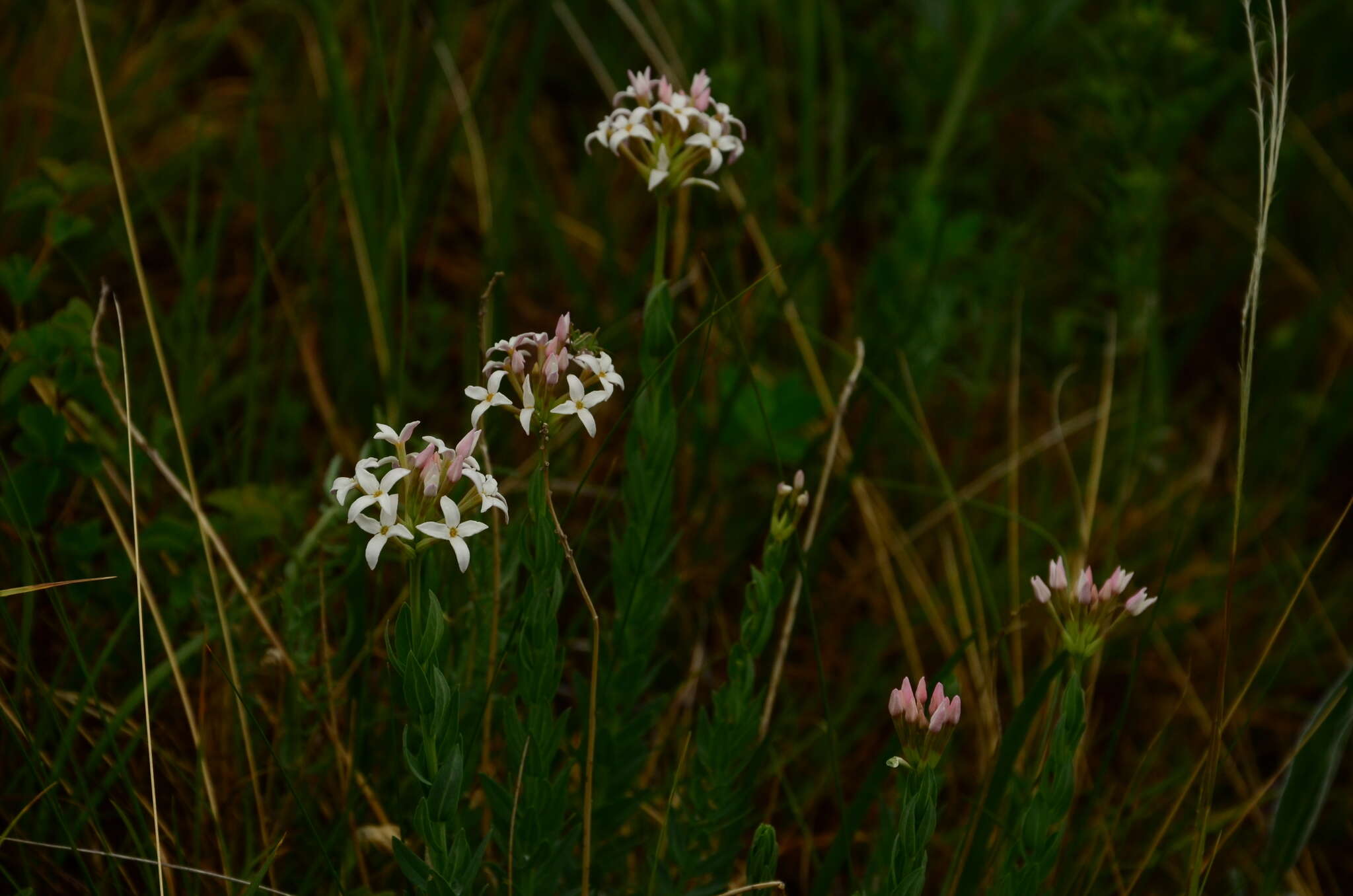 صورة Diarthron altaicum (Thieb.) Kit Tan