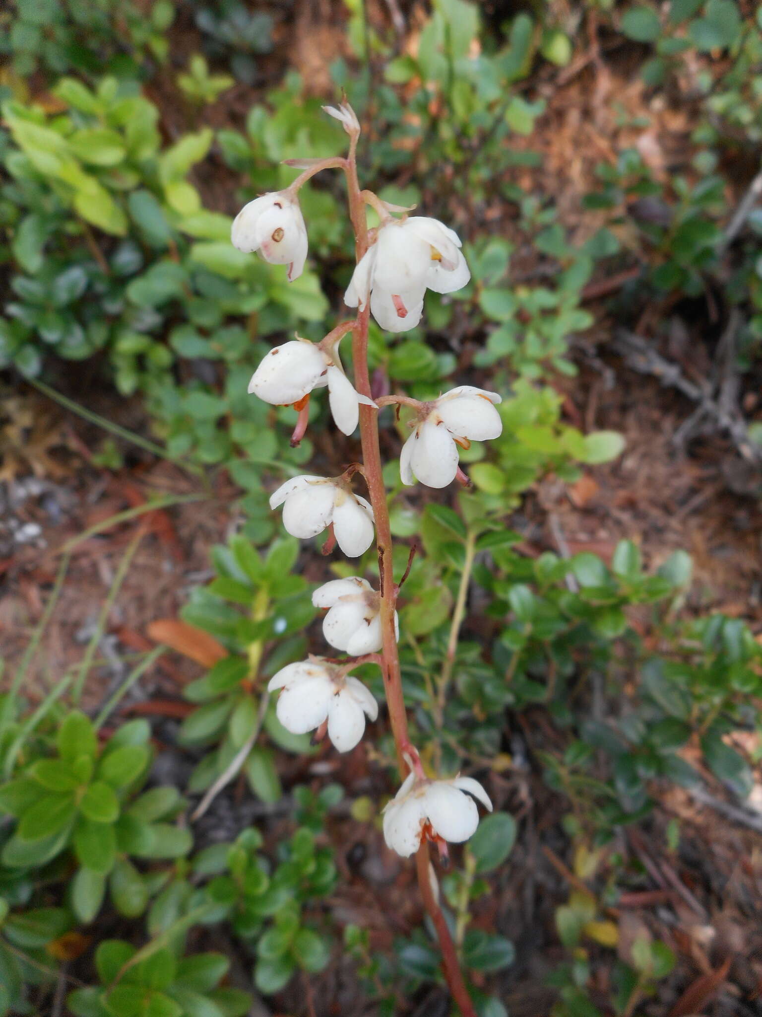 Plancia ëd Pyrola rotundifolia L.