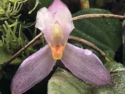 Image of Maxillaria richii Dodson