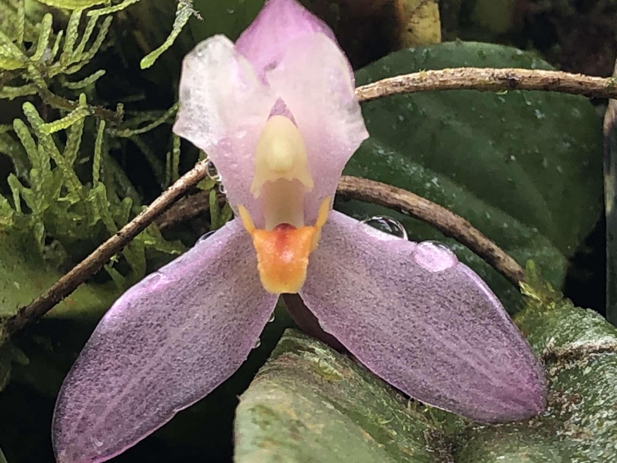 Image of Maxillaria richii Dodson