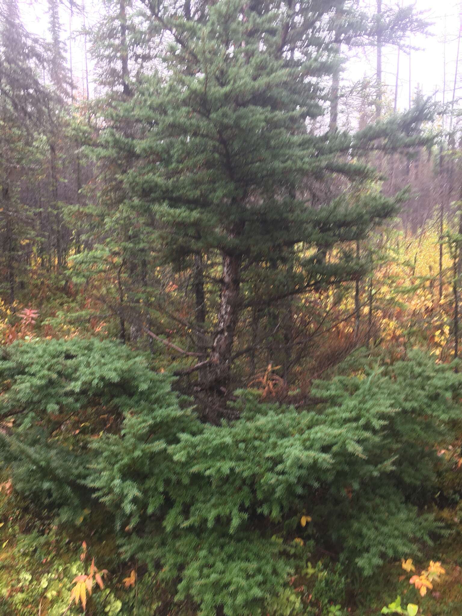 Image of Mountain Hemlock