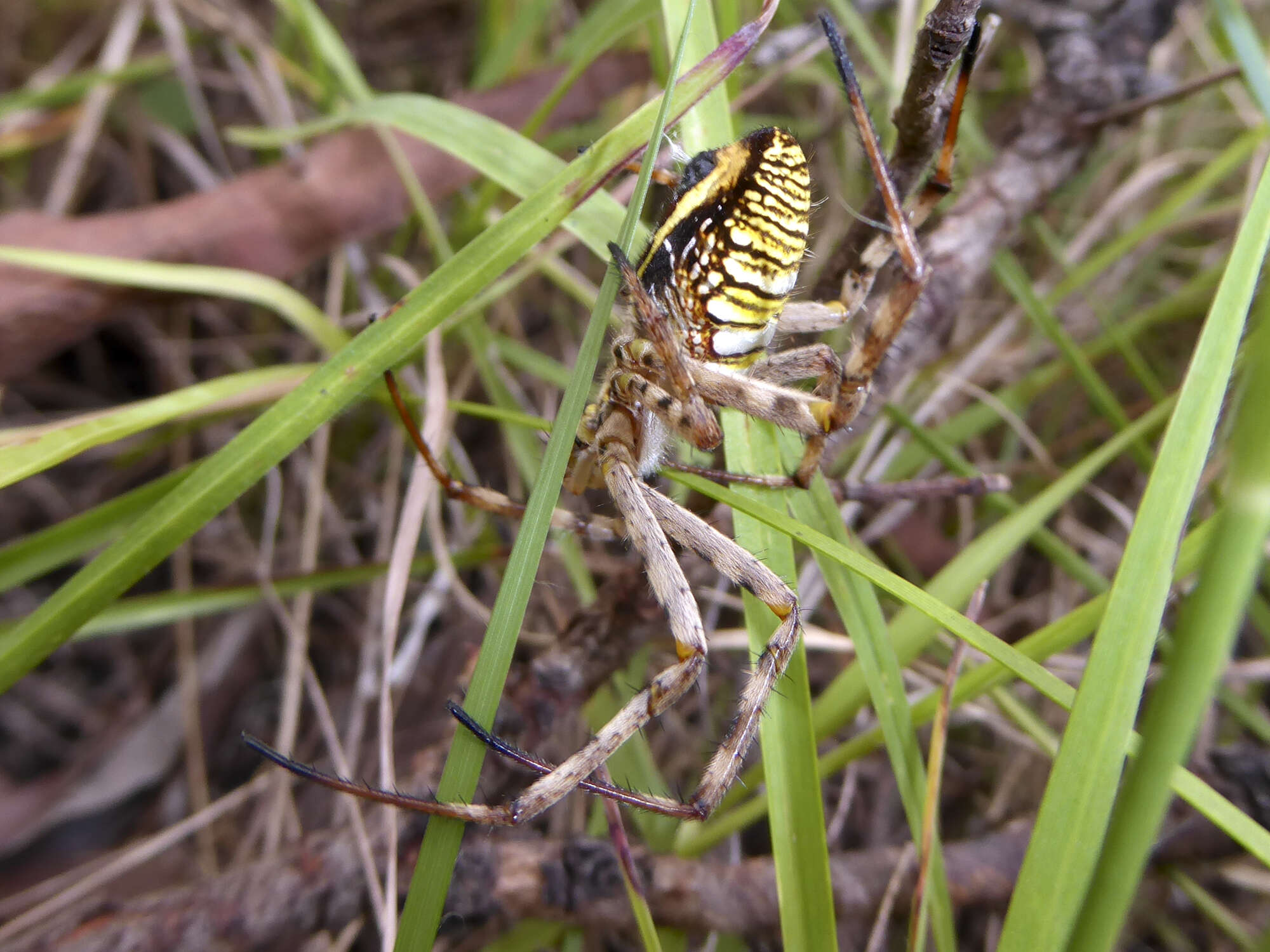 Image de Argiope magnifica L. Koch 1871