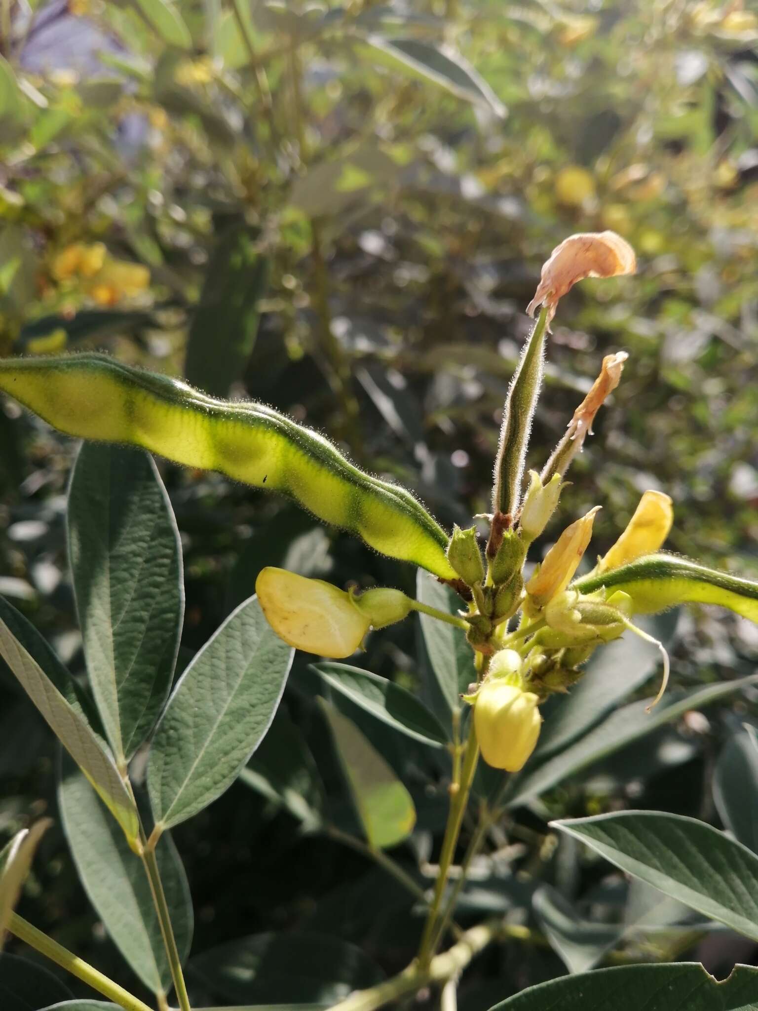 Image of pigeonpea