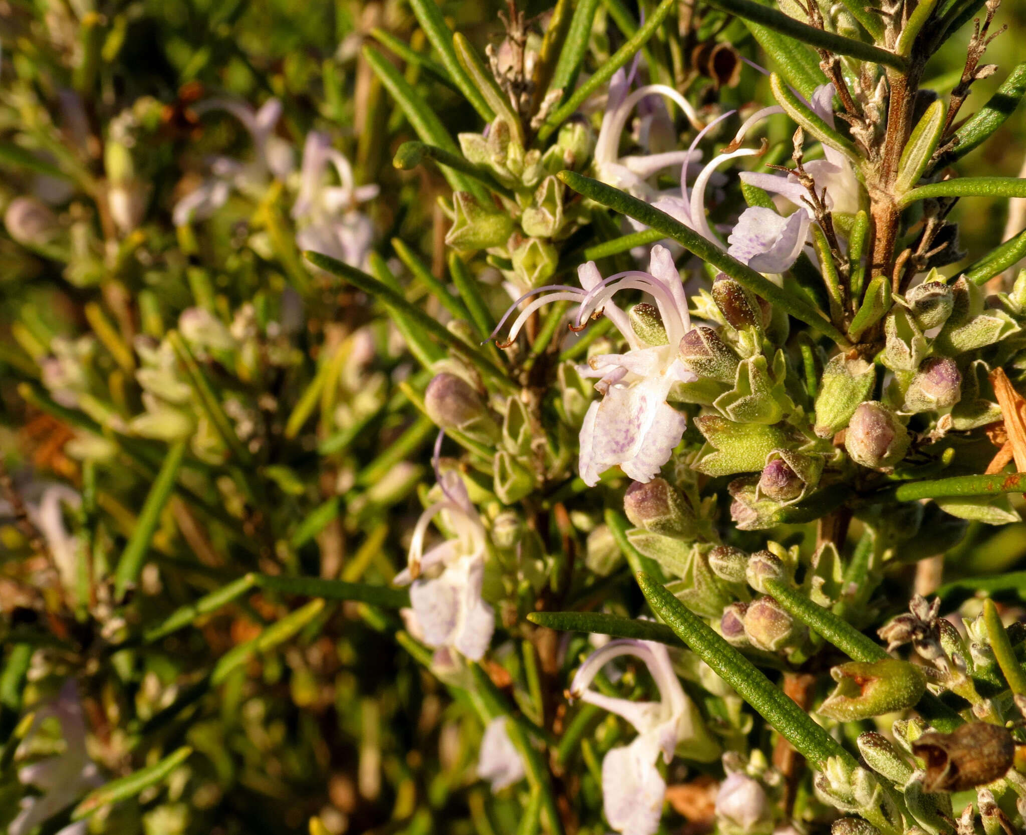 Plancia ëd Salvia rosmarinus Schleid.