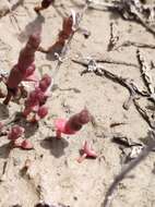 Image of Salicornia ramosissima J. Woods