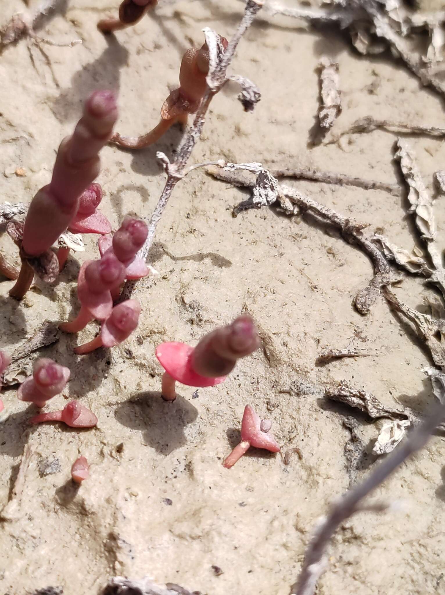 Sivun Salicornia ramosissima J. Woods kuva