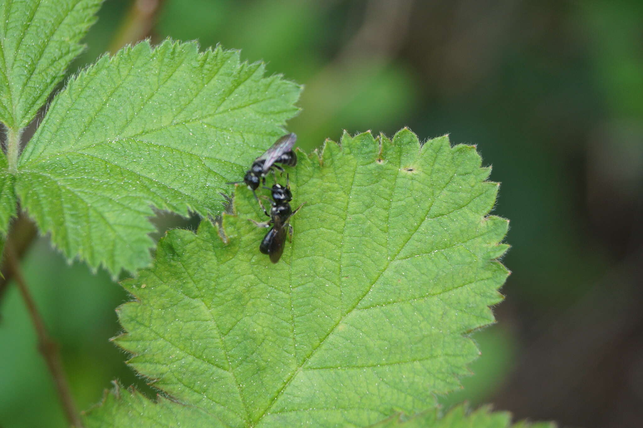 Ceratina cucurbitina (Rossi 1792)的圖片