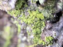 Image of needle lichen