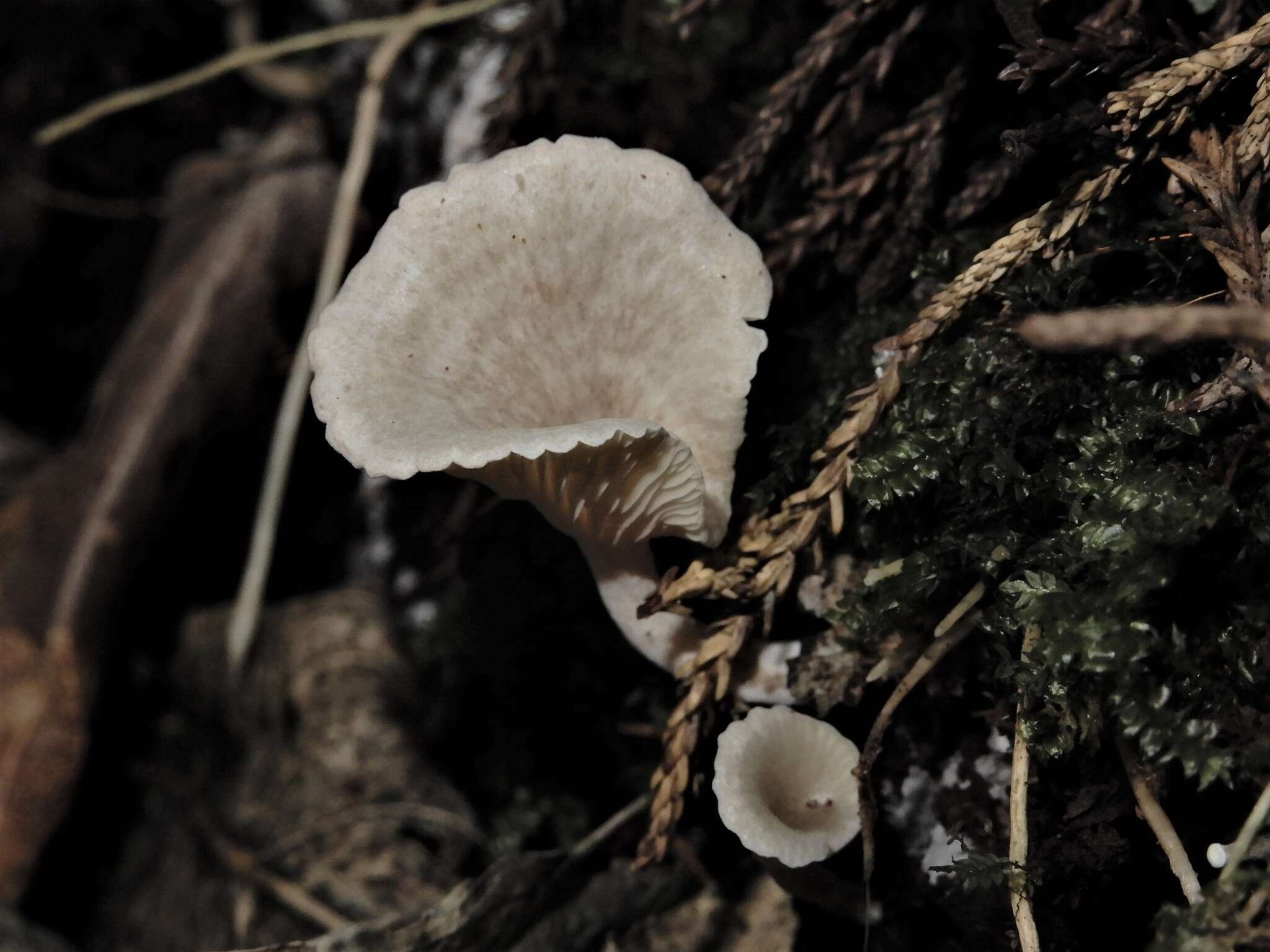 Image of Rhizocybe albida (G. Stev.) J. A. Cooper 2015