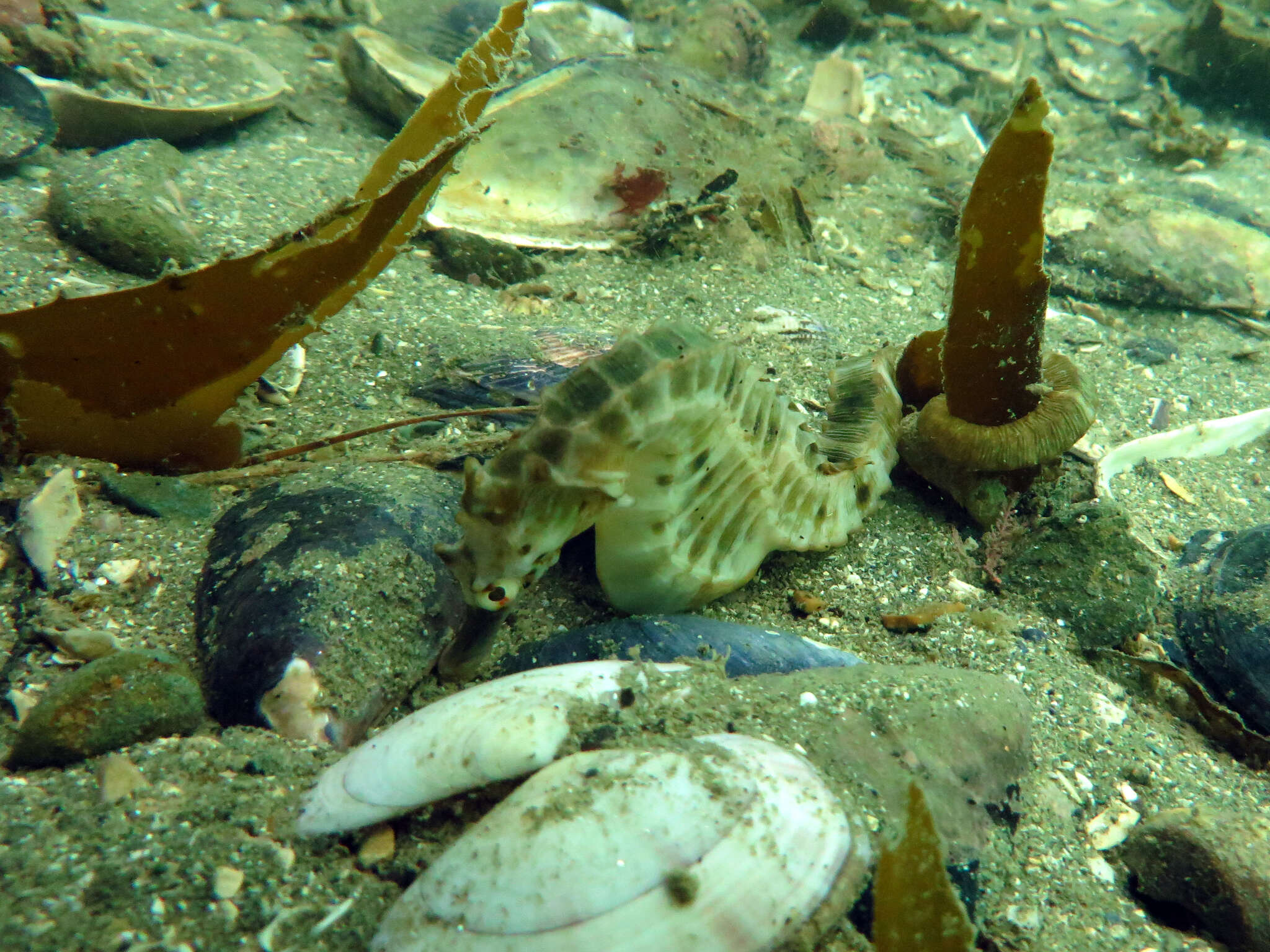 Image of Big-belly Seahorse