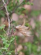 Imagem de Salvia namaensis Schinz