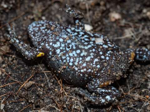 Image of Dendy’s Toadlet