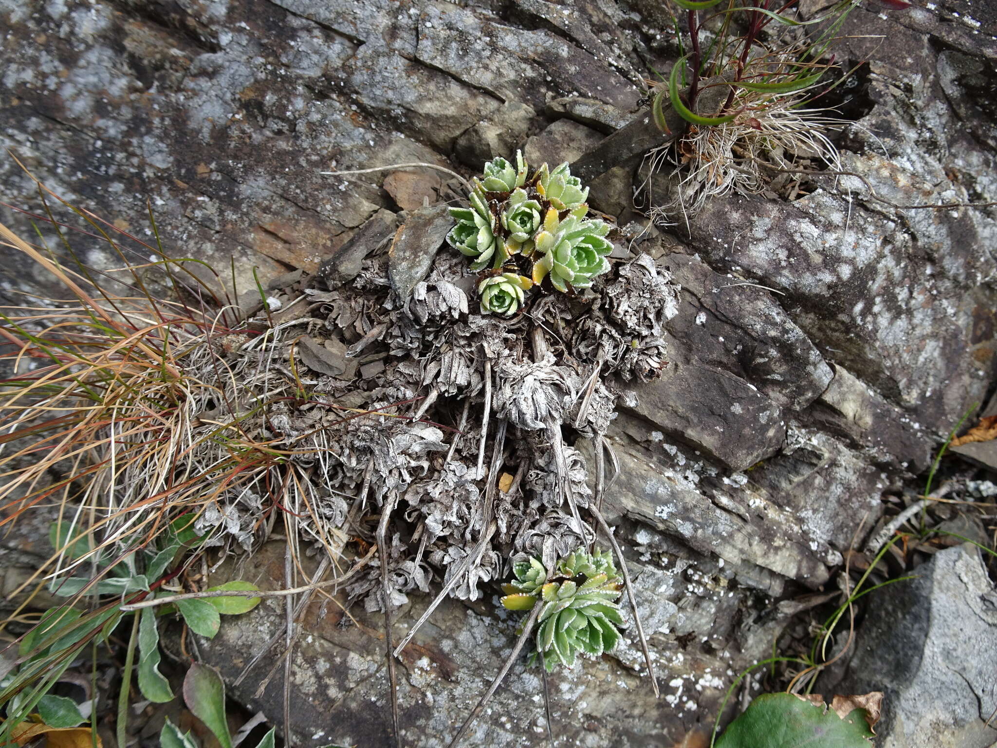 Image of White Mountain saxifrage