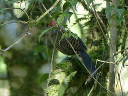 Image of Tufted Antshrike