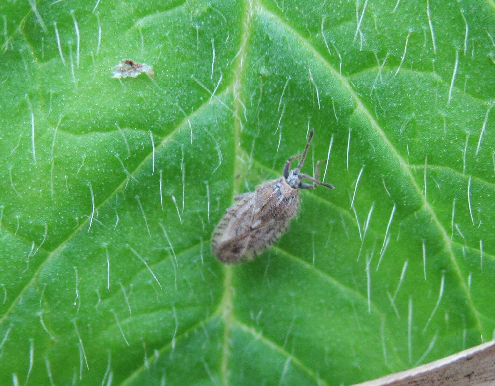 Image of Tingis (Neolasiotropis) pilosa Hummel 1825