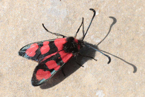 Image of Zygaena cuvieri Boisduval 1828