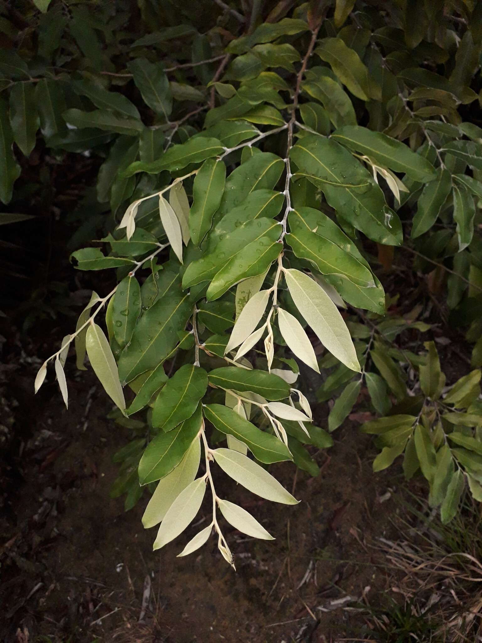 Licania tomentosa (Benth.) Fritsch. resmi