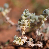 Image de Atriplex spongiosa F. Mueller